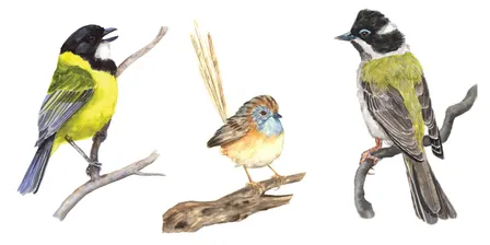 Painting our rare birds: watercolour native bird detail painting