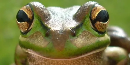 Frogs Vic End Of Year Social 2026