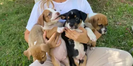 Doggy Movement Class Wellington