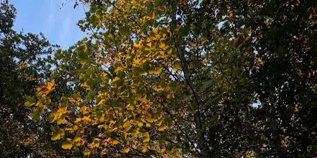 Autumn Forest Explorers