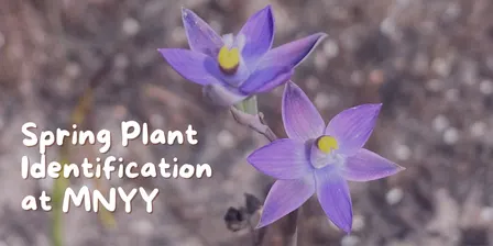 Spring Plant Identification at Murrk Ngubitj Yarram Yaluk