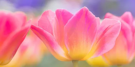 Fusion Photography Floriade Sessions 2026