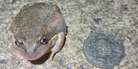 2026 Frog Walk & Talk at Lookout Dam, Holt (Shepherds Lookout)