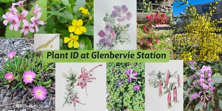 Indigenous Plant ID at Glenbervie Station