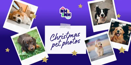 Christmas Pet Photoshoot
