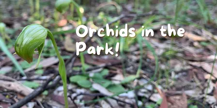 Orchids in the Park - Barwon Heads