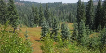 California Forest Pest Council 75nd Annual Meeting