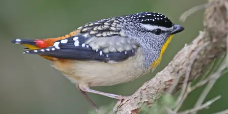 Aussie Bird Count: A Bird Walk with Ian Moodie