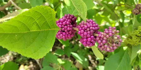 Native Florida Plants 101 - Nov 14
