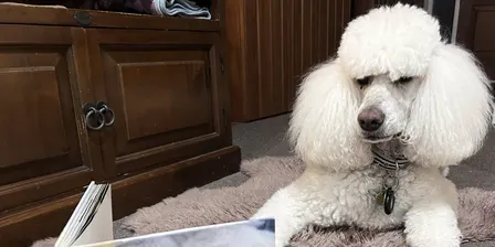 Reading With a Dog