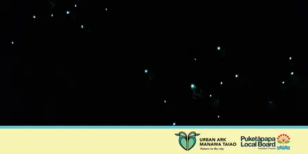 Guided Glowworm Nightwalk