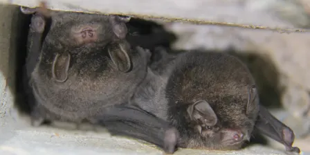 Bats after dark: exploring the night shift