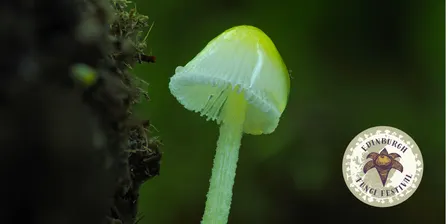 Edinburgh Fungi Festival