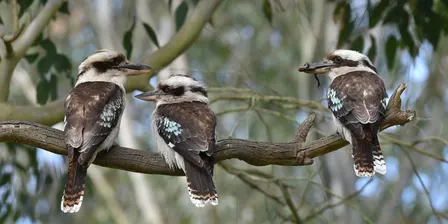 Breakfast with the Birds 2026