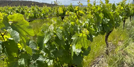 EcoVineyards Geelong Spring Field Day