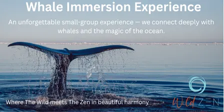 Whale Immersion Experience Noosa
