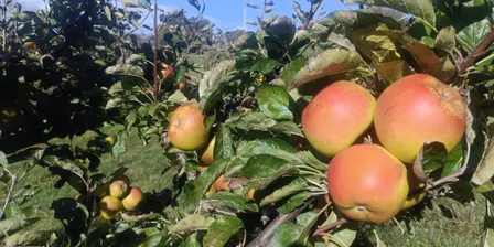 Introduction to Cider Making & Tasting Experience