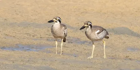 Outrigger Park Shore Birds Walk
