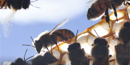 Introduction to Beekeeping (To bee or not to bee)