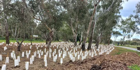 Friends of the Maribyrnong Valley 40 year Celebration