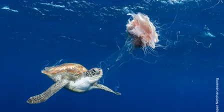 Wildlife Photographer of the Year - Schools self-guided experience