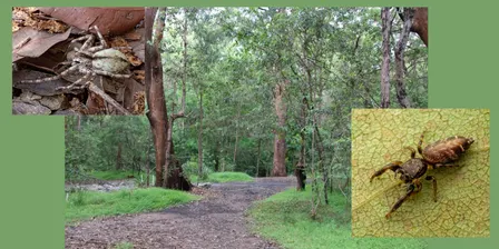Seven Hills Reserve - Explore the Insects of Seven Hills with Dr Gunter Maywald