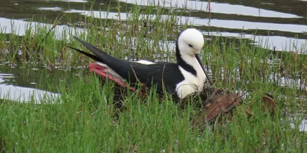 Birds of Mary Carroll Park