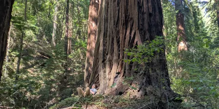 Queer Hike in the Redwoods - Sam McDonald County Park