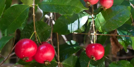 Perth’s Bushfood Plants
