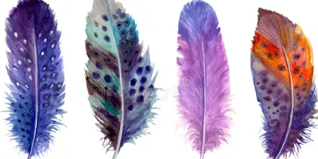 Feather in watercolour