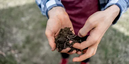 Thinking Green: Worm Farming in Henley Brook