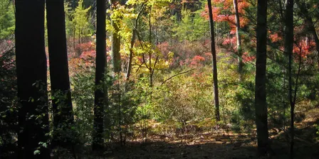 Gowing's Swamp Invasives Pull