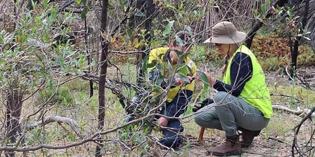 Off the Beaten Track: Regenerating Nature in Belair NP