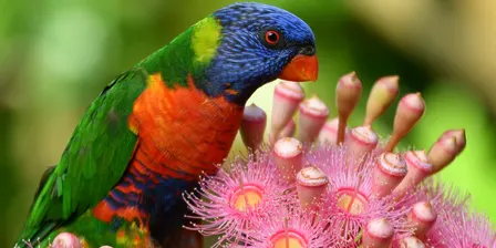Nature in the Garden Talk in Mandarin