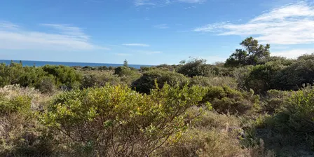 Appreciate your local Bush Patch in Spring