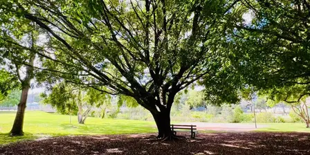 Under the Tree: Outdoor Reset for Caring Professionals - Sep