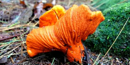 Exploring Fungi
