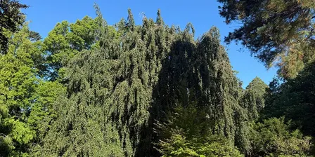 Maintaining Bristol’s Urban Forests