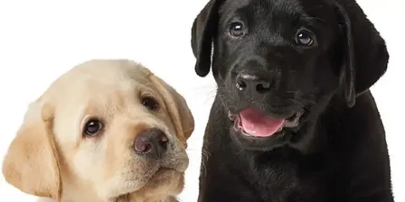 Guide Dogs Victoria - Explore Puppy Raising Presentation - Wednesday 30th September 2026, 6:00PM - 8:00PM