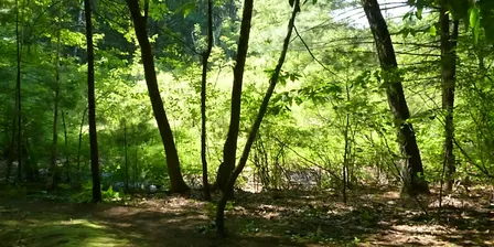 Gowing's Swamp Invasives Pull