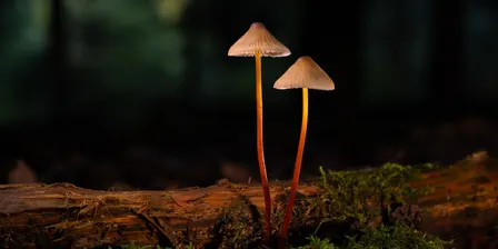 Tall Tail Tribe: Parts of a Whole