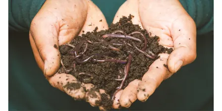 Worm Farm Workshop