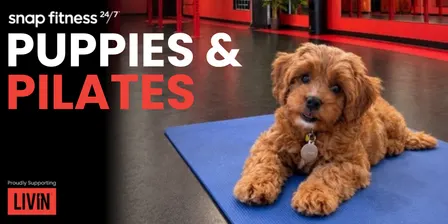 Puppies & Pilates | Pop-up with Cavoodles for LIVIN