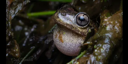 Frog Photography Evening