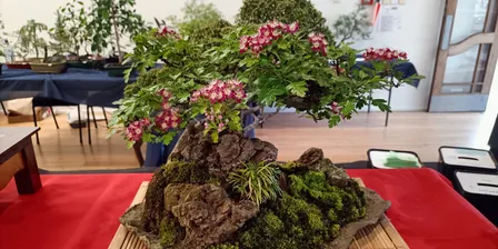 Bonsai a Loving Art Form