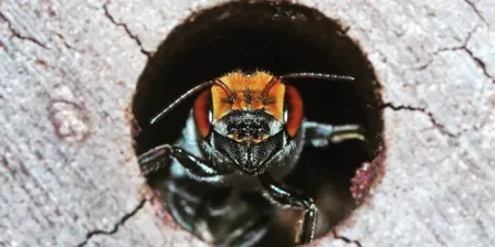 Discover Native Bees with Dr. Kit Prendergast