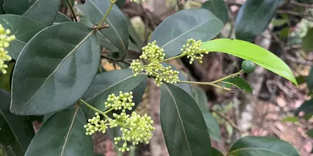 Basics of Botany with Friends of Burleigh Head National Park