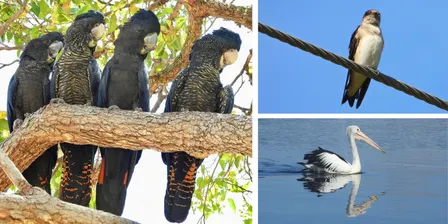 Bird-watching in Bayswater: Bird ID, eBird & Citizen Science