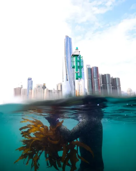 Kelp in the City: Exploring Sydney’s Hidden Underwater Forests