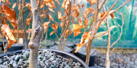 Grafting Workshop